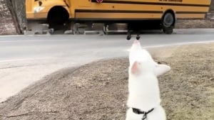Illustration : « Sa personne préférée est rentrée », un Husky pleure de joie à l’arrivée du bus scolaire qui ramène sa petite maîtresse (vidéo)