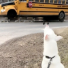 Illustration : &laquo; Sa personne pr&eacute;f&eacute;r&eacute;e est rentr&eacute;e &raquo;, un Husky pleure de joie &agrave; l&rsquo;arriv&eacute;e du bus scolaire qui ram&egrave;ne sa petite ma&icirc;tresse (vid&eacute;o)