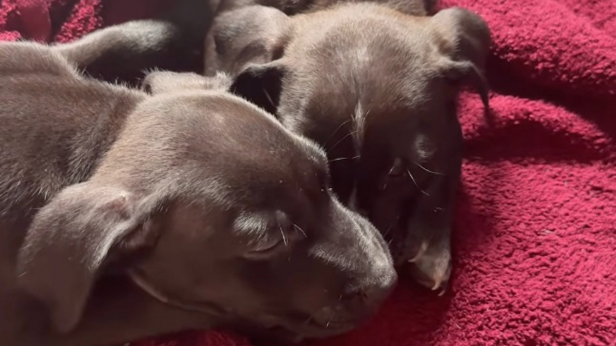 Illustration : "« Mes petits bébés », 2 chiots perdus transforment une matinée ordinaire en adorable chaos chez une inconnue (vidéo)"