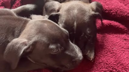 Illustration : &laquo; Mes petits b&eacute;b&eacute;s &raquo;, 2 chiots perdus transforment une matin&eacute;e ordinaire en adorable chaos chez une inconnue (vid&eacute;o)