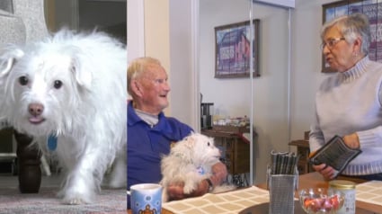 Illustration : Un s&eacute;nior chute dans la neige sans parvenir &agrave; se relever, la chienne des voisins comprend qu&rsquo;il se passe quelque chose et donne l'alerte