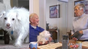 Illustration : Un s&eacute;nior chute dans la neige sans parvenir &agrave; se relever, la chienne des voisins comprend qu&rsquo;il se passe quelque chose et donne l'alerte