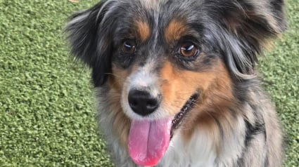 Illustration : &laquo; Bloqu&eacute;e en mode survie &raquo;, cette chienne Berger Australien terrifi&eacute;e est finalement adopt&eacute;e gr&acirc;ce &agrave; une longue r&eacute;&eacute;ducation de 6 mois