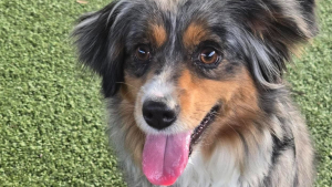 Illustration : « Bloquée en mode survie », cette chienne Berger Australien terrifiée est finalement adoptée grâce à une longue rééducation de 6 mois