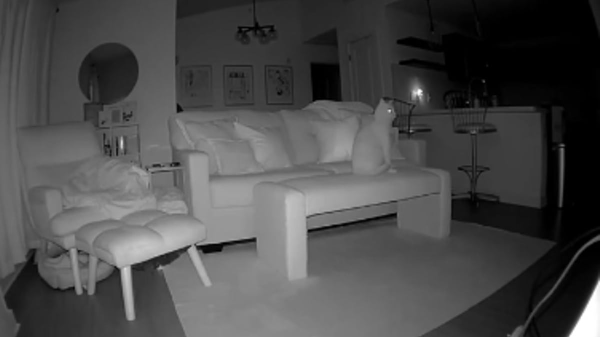 Illustration : "Partie dormir ailleurs, cette jeune femme découvre avec émotion son chat roux l'attendant tristement toute la nuit (vidéo)"