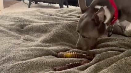 Illustration : Une chienne qui a attendu au refuge durant 11 ans appr&eacute;cie chaque seconde de son nouveau quotidien inesp&eacute;r&eacute; aupr&egrave;s de sa famille (vid&eacute;o)