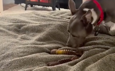 Une chienne qui a attendu au refuge durant 11 ans apprécie chaque seconde de son nouveau quotidien inespéré auprès de sa famille (vidéo)