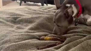 Illustration : Une chienne qui a attendu au refuge durant 11 ans apprécie chaque seconde de son nouveau quotidien inespéré auprès de sa famille (vidéo)