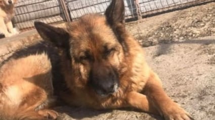 Illustration : &laquo; Vlada souhaite rattraper le temps perdu &raquo;, attach&eacute;e dans une cave, cette chienne esp&egrave;re trouver une famille aimante gr&acirc;ce &agrave; vous