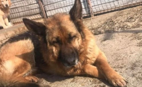 « Vlada souhaite rattraper le temps perdu », attachée dans une cave, cette chienne espère trouver une famille aimante grâce à vous