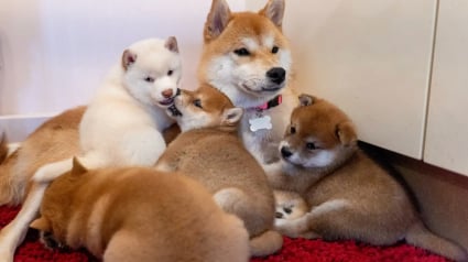 Illustration : Trahie par son ancienne famille, cette chienne vivant sous un arbre fait tout son possible pour garder ses chiots en vie