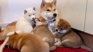 Illustration : Trahie par son ancienne famille, cette chienne vivant sous un arbre fait tout son possible pour garder ses chiots en vie