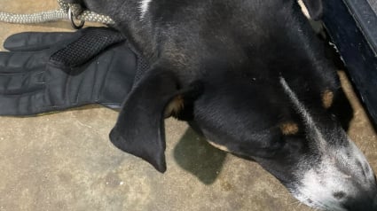 Illustration : Laiss&eacute;e devant un refuge, cette chienne fid&egrave;le refuse d'abandonner le gant de celui qu'elle aimait 