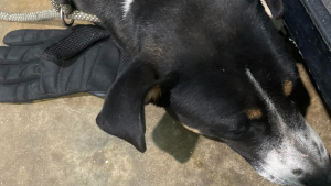 Illustration : Laissée devant un refuge, cette chienne fidèle refuse d'abandonner le gant de celui qu'elle aimait 