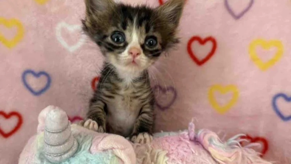 Illustration : "Restée toute petite après de graves maladies, cette courageuse chatte tigrée charme définitivement sa famille d'adoption"
