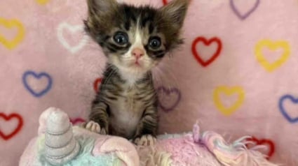 Illustration : Rest&eacute;e toute petite apr&egrave;s de graves maladies, cette courageuse chatte tigr&eacute;e charme d&eacute;finitivement sa famille d'adoption