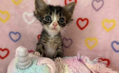 Restée toute petite après de graves maladies, cette courageuse chatte tigrée charme définitivement sa famille d'adoption