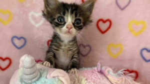 Illustration : Restée toute petite après de graves maladies, cette courageuse chatte tigrée charme définitivement sa famille d'adoption