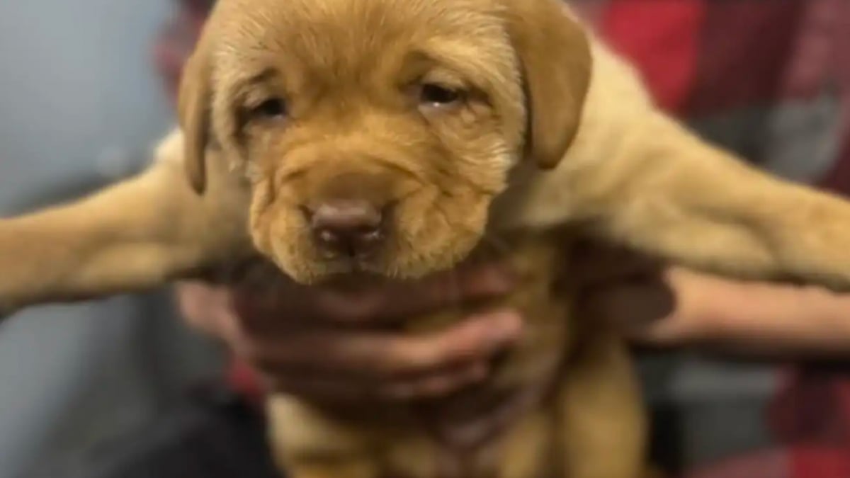 Illustration : "« Elles ne valent rien pour l’éleveur », rejetés à cause d'une anomalie de locomotion, ces chiots font leurs premiers pas vers l'espoir (vidéo)"