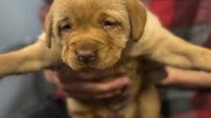 Illustration : « Elles ne valent rien pour l’éleveur », rejetés à cause d'une anomalie de locomotion, ces chiots font leurs premiers pas vers l'espoir (vidéo)