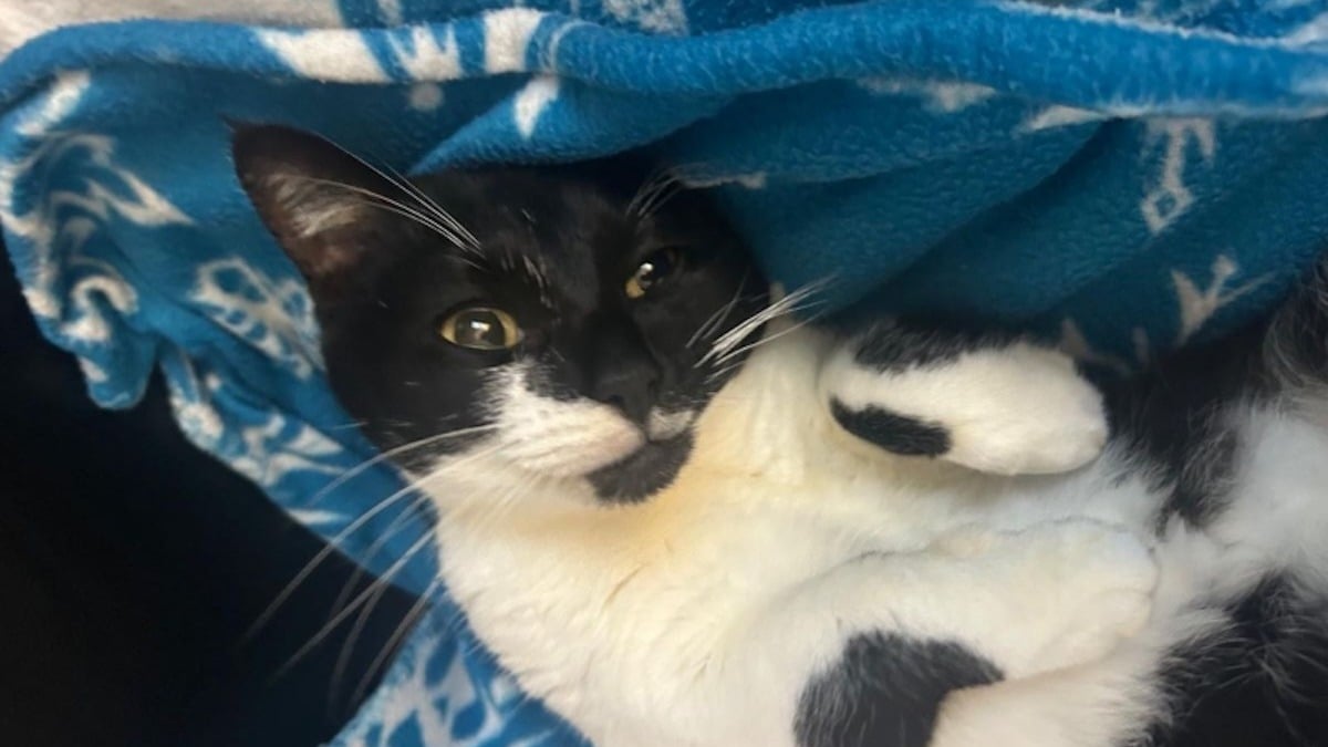 Illustration : "8 chats au pelage noir et blanc à l’adoption qui vous aimeront de manière inconditionnelle"