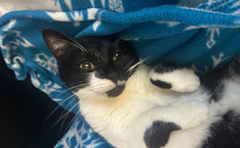 8 chats au pelage noir et blanc à l’adoption qui vous aimeront de manière inconditionnelle