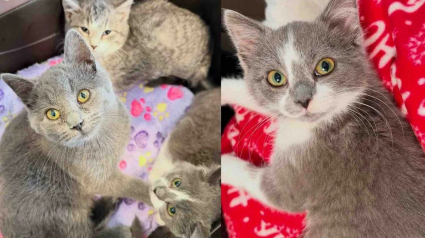 Illustration : Encourag&eacute;e par sa fratrie, une petite chatte apprend la confiance avant de trouver sa famille pour la vie aux c&ocirc;t&eacute;s de sa soeur