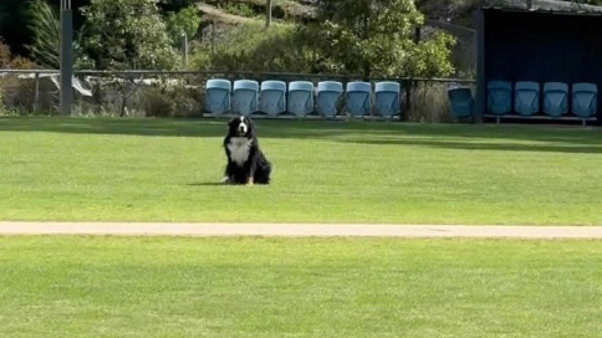 Illustration : "Après un moment très agréable passé au parc, ce Bouvier Bernois refuse catégoriquement de monter dans la voiture de sa maîtresse (vidéo)"