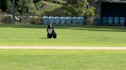 Illustration : Apr&egrave;s un moment tr&egrave;s agr&eacute;able pass&eacute; au parc, ce Bouvier Bernois refuse cat&eacute;goriquement de monter dans la voiture de sa ma&icirc;tresse (vid&eacute;o)