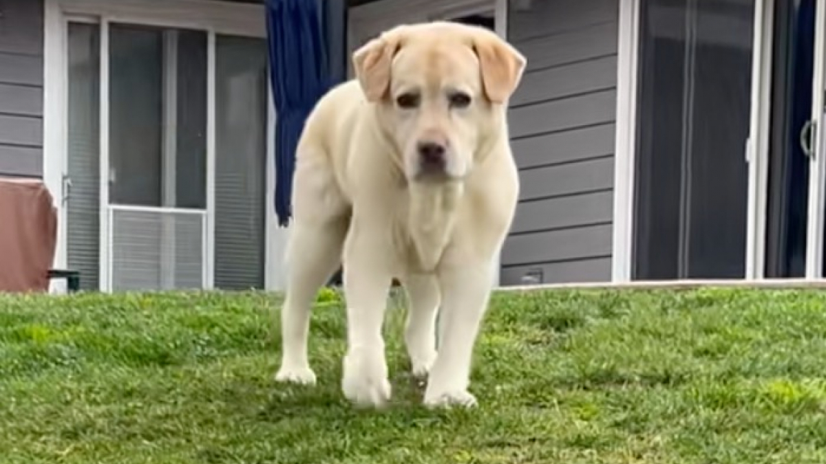 Illustration : "« Les chiens n’abandonnent jamais », malgré ces problèmes de mobilité, ce Labrador porté par l’amour de sa famille a décidé de vivre sa vie pleinement (vidéo)"