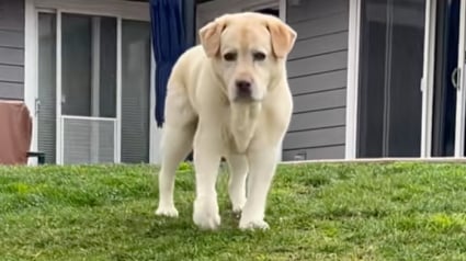 Illustration : &laquo; Les chiens n&rsquo;abandonnent jamais &raquo;, malgr&eacute; ces probl&egrave;mes de mobilit&eacute;, ce Labrador port&eacute; par l&rsquo;amour de sa famille a d&eacute;cid&eacute; de vivre sa vie pleinement (vid&eacute;o)