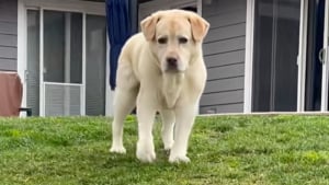 Illustration : "« Les chiens n’abandonnent jamais », malgré ces problèmes de mobilité, ce Labrador porté par l’amour de sa famille a décidé de vivre sa vie pleinement (vidéo)"