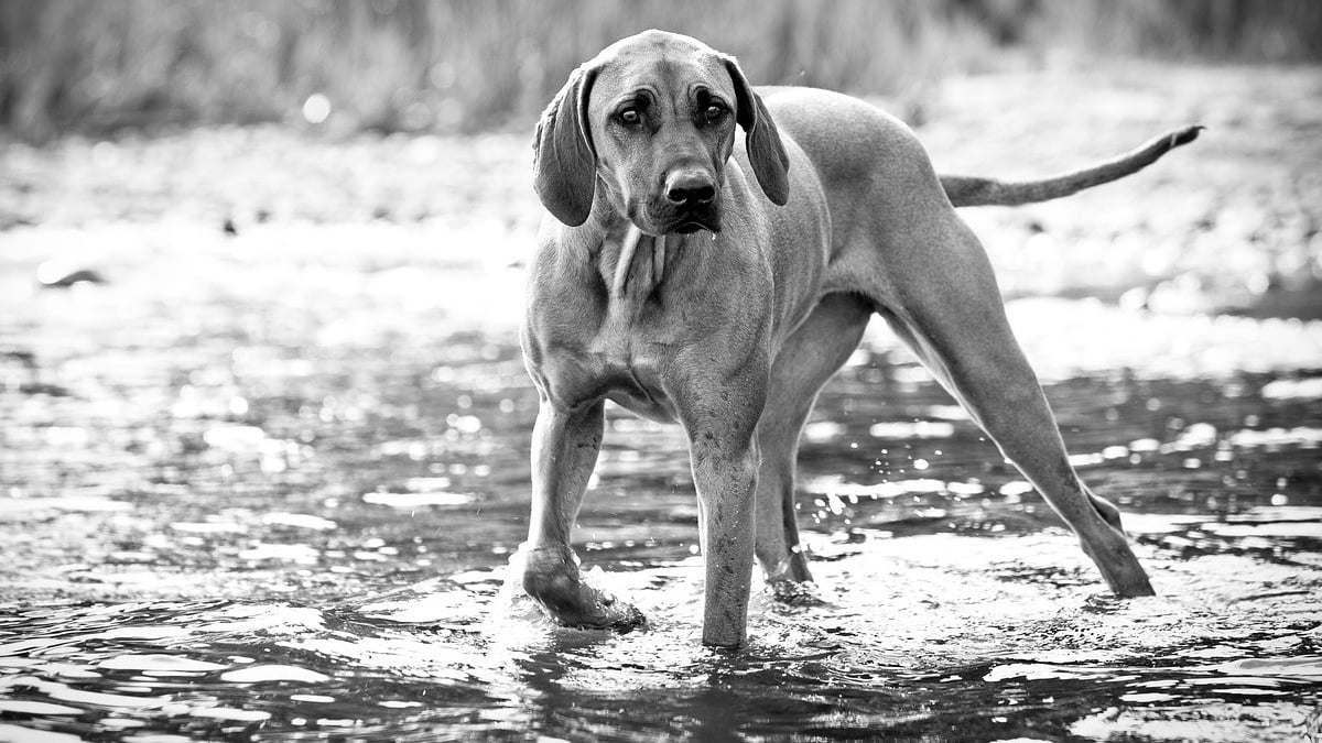 Illustration : "Il se jette dans la rivière pour le sauver son chien, tous 2 finissent frigorifiés sur un îlot à attendre les secours"