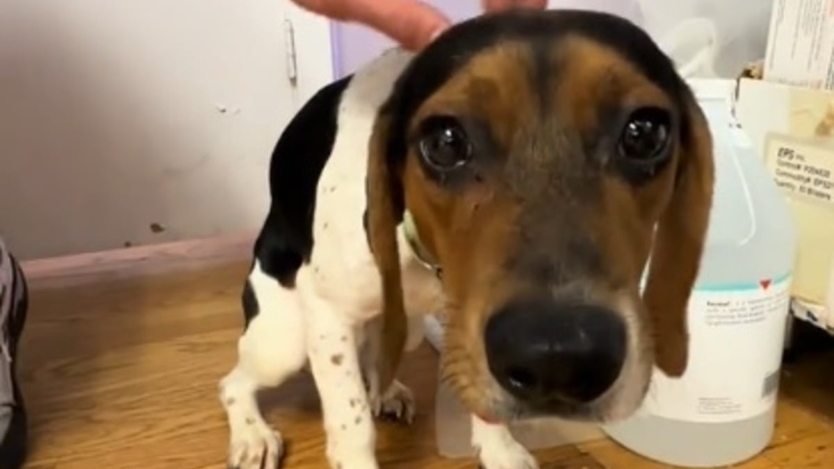 Illustration : "Terrorisé et caché sous un bureau, ce Beagle rescapé d'un sombre garage est rééduqué puis définitivement adopté"