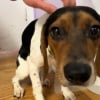 Illustration : Terroris&eacute; et cach&eacute; sous un bureau, ce Beagle rescap&eacute; d'un sombre garage est r&eacute;&eacute;duqu&eacute; puis d&eacute;finitivement adopt&eacute;
