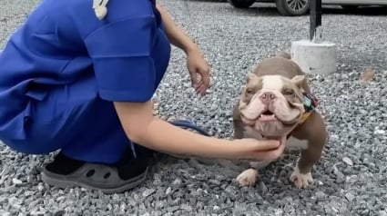 Illustration : Une femme bienveillante trouve un chien abandonn&eacute; atteint d&rsquo;un cancer et s&rsquo;assure qu&rsquo;il re&ccedil;oive le traitement n&eacute;cessaire pour gu&eacute;rir (vid&eacute;o)