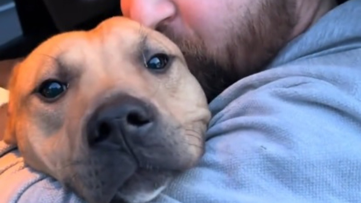 Illustration : "Sauvé in extremis de l'euthanasie, ce chien ne perd pas de temps et devient immédiatement la star de sa famille d'accueil (vidéo)"