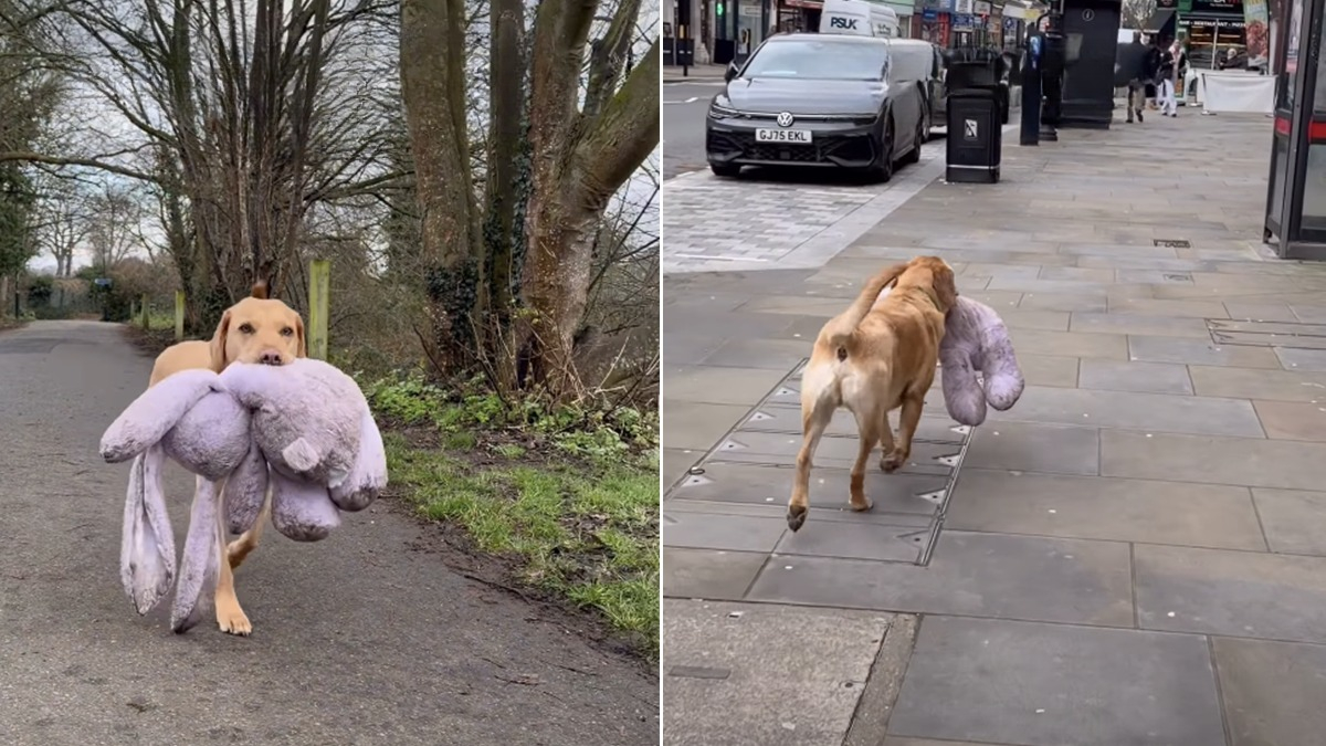 Illustration : "« Regardez comme il est fier ! », un Labrador passionné de trésors transporte un énorme lapin en peluche jusqu’à sa maison (vidéo)"