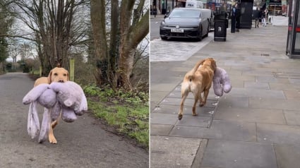 Illustration : &laquo; Regardez comme il est fier ! &raquo;, un Labrador passionn&eacute; de tr&eacute;sors transporte un &eacute;norme lapin en peluche jusqu&rsquo;&agrave; sa maison (vid&eacute;o)