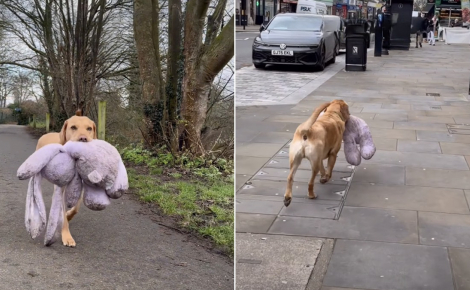 « Regardez comme il est fier ! », un Labrador passionné de trésors transporte un énorme lapin en peluche jusqu’à sa maison (vidéo)
