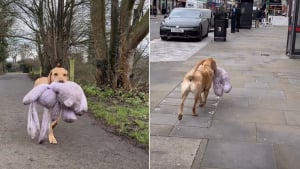 Illustration : « Regardez comme il est fier ! », un Labrador passionné de trésors transporte un énorme lapin en peluche jusqu’à sa maison (vidéo)