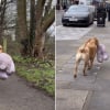 Illustration : &laquo; Regardez comme il est fier ! &raquo;, un Labrador passionn&eacute; de tr&eacute;sors transporte un &eacute;norme lapin en peluche jusqu&rsquo;&agrave; sa maison (vid&eacute;o)