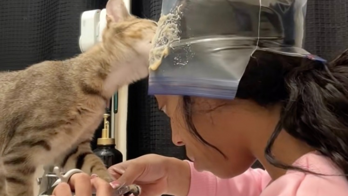 Illustration : "L'astuce d'une propriétaire déposant de la friandise sur son front pour réussir à couper les griffes de son chat"