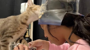 Illustration : L'astuce d'une propriétaire déposant de la friandise sur son front pour réussir à couper les griffes de son chat