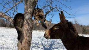 Illustration : Perché dans un arbre enneigé ce chat Maine Coon s'amuse avec les oreilles d'un âne très patient (vidéo)