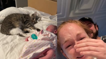 Illustration : Une jeune m&egrave;re fond en larmes en filmant sa chatte s'allonger tendrement contre son b&eacute;b&eacute; nouveau-n&eacute; (vid&eacute;o)
