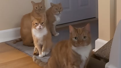 Illustration : Accus&eacute;e de n'avoir qu'une seule liti&egrave;re cette propri&eacute;taire filme ses chats roux attendant patiemment leur tour (vid&eacute;o)