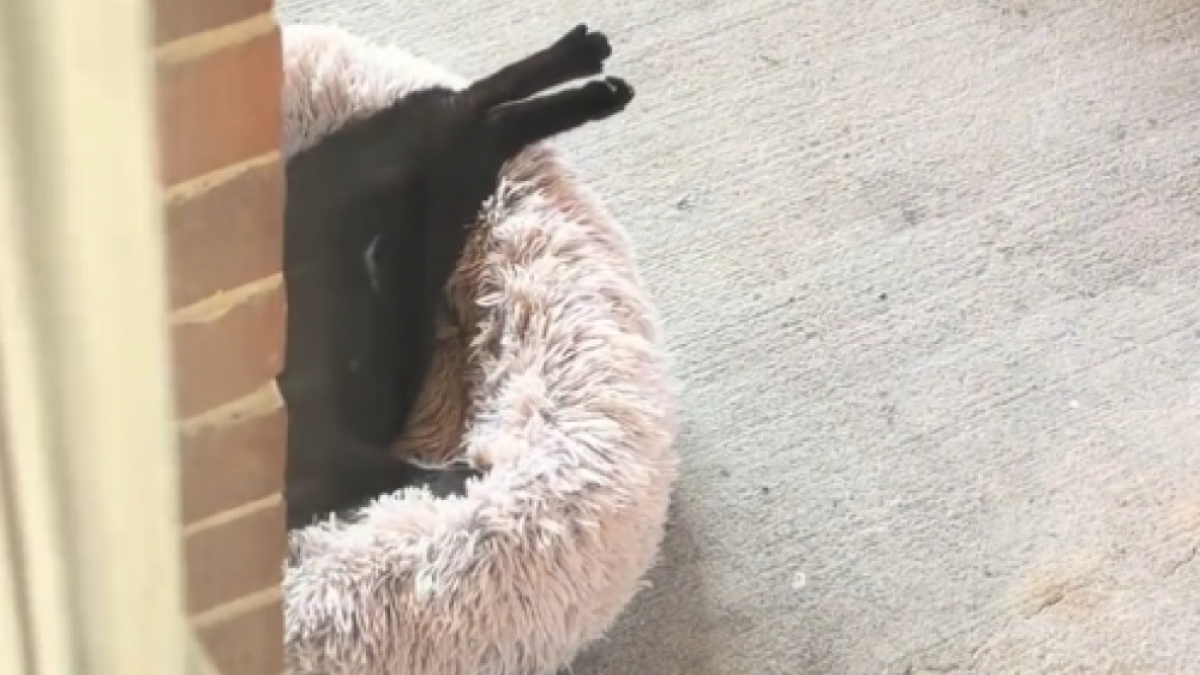 Illustration : "Endormi sur le dos devant sa porte ce chat errant très confiant finit par explorer sa maison (vidéo)"