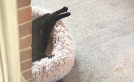 Endormi sur le dos devant sa porte ce chat errant très confiant finit par explorer sa maison (vidéo)