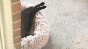 Illustration : Endormi sur le dos devant sa porte ce chat errant très confiant finit par explorer sa maison (vidéo)